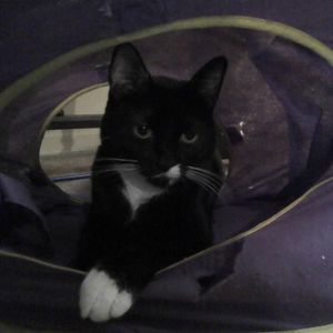 Meet your Posher, Susan